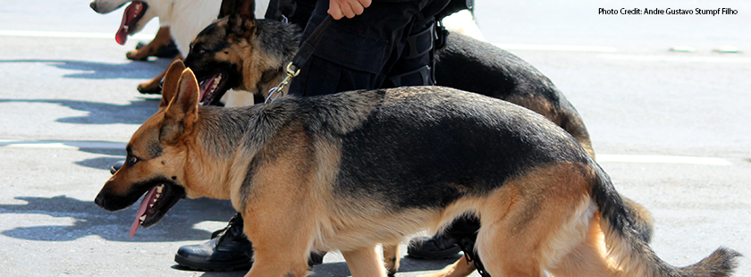 Photo of drug-sniffing dogs