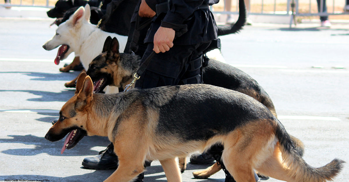 can drug dogs smell smoke on clothes