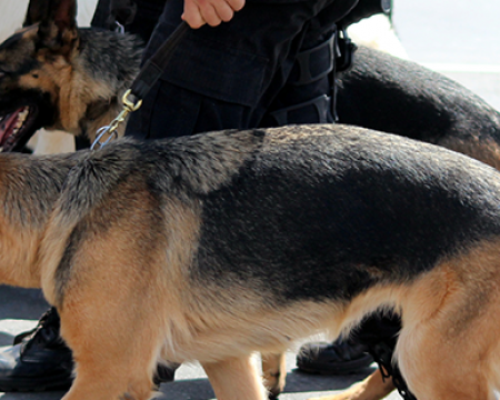 Photo of drug-sniffing dogs